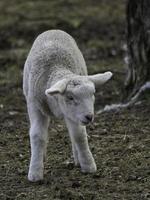 agneaux et moutons en westphalie photo