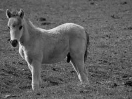 chevaux sauvages sur un pré en Allemagne photo