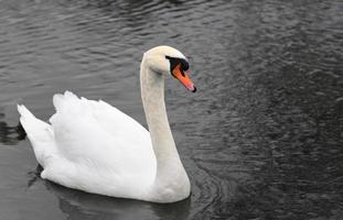 un cygne blanc nage lentement à travers un plan d'eau sombre photo