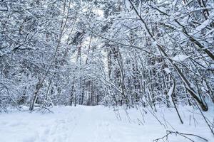 forêt de pins d'hiver recouverte de neige. beau panorama d'hiver aux chutes de neige photo