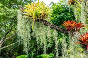 mousse espagnole sur l'arbre dans le jardin photo