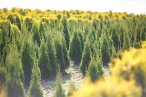 rangées de jeunes conifères en serre avec beaucoup de plantes en plantation photo