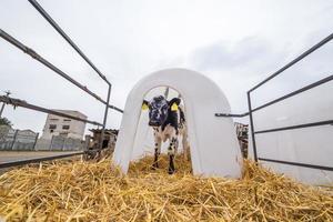 ferme d'élevage de vaches. troupeau de veaux blancs noirs regarde la caméra avec intérêt. élevage de vaches en élevage libre. étable photo