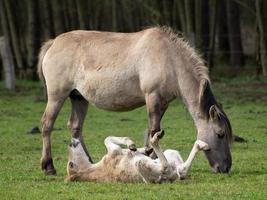 large troupeau de chevaux en allemagne photo