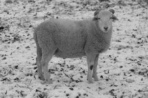 moutons sur un pré photo