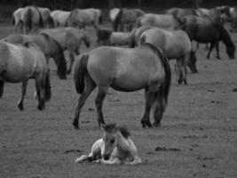 chevaux sauvages en allemagne photo