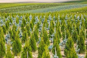 plantation de jeunes conifères en serre avec beaucoup de plantes photo