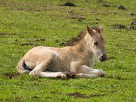 chevaux sauvages en allemagne photo