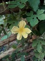 les fleurs jaunes de melon amer fleurissent photo