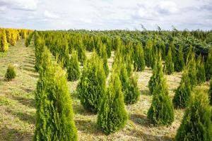 rangées de jeunes conifères en serre avec beaucoup de plantes en plantation photo