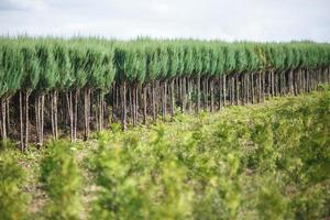 rangées de jeunes conifères en serre avec beaucoup de plantes en plantation photo