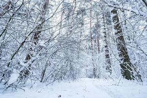 forêt de pins d'hiver recouverte de neige. beau panorama d'hiver aux chutes de neige photo