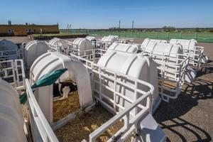 Clapier à veaux en plastique blanc sur paille. petit veau debout dans une cage dans une étable à bétail sur une ferme de daity. élevage bovin, soins aux animaux. ferme d'élevage de vaches. photo