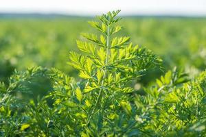 plantation de jeunes carottes en serre avec beaucoup de plantes photo