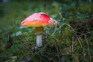 amanite muscari. toxique et hallucinogène magnifique agaric de mouche aux champignons à tête rouge dans l'herbe sur fond de forêt d'automne. source du médicament psychoactif muscarine photo