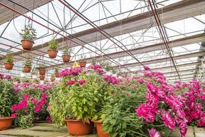 rangées de jeunes fleurs aster en serre avec beaucoup de plantes d'intérieur en plantation photo