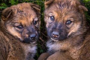 trois chiots sans abri jouent ensemble sur la route de gravier photo