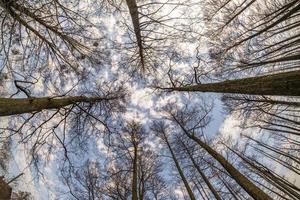 cimes des arbres contre le ciel bleu. branches d'arbres nues photo