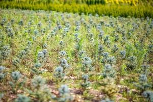 rangées de jeunes conifères en serre avec beaucoup de plantes en plantation photo