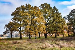 beau paysage dans une chênaie avec des branches maladroites près de la rivière en automne doré photo