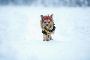 Joli chiot de femelle yorkshire terrier petit chien avec arc rouge sur fond de neige photo