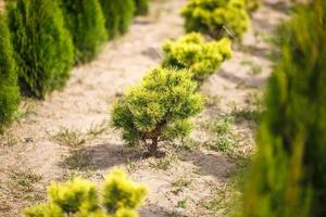 rangées de jeunes conifères en serre avec beaucoup de plantes en plantation photo