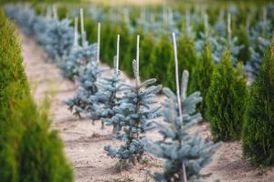 rangées de jeunes conifères en serre avec beaucoup de plantes en plantation photo