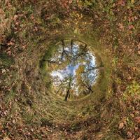 petite planète transformation du panorama sphérique à 360 degrés. vue aérienne abstraite sphérique dans une chênaie avec des branches maladroites en automne doré. courbure de l'espace. photo