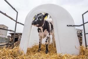 Clapier à veaux en plastique blanc sur paille. petit veau debout dans une cage dans une étable à bétail sur une ferme de daity. élevage bovin, soins aux animaux. ferme d'élevage de vaches. photo