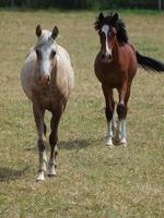 chevaux en westphalie photo