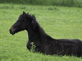 poulains et chevaux en westphalie photo