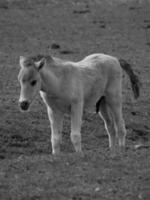 chevaux sauvages sur un pré en Allemagne photo