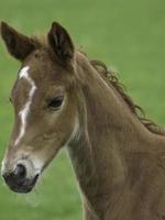 poulains et chevaux en westphalie photo