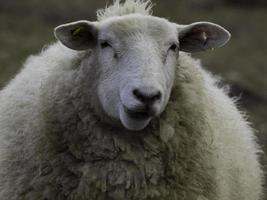 agneaux et moutons en westphalie photo