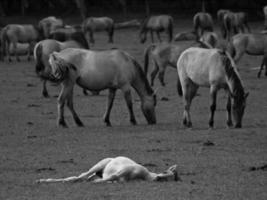 chevaux sauvages en allemagne photo