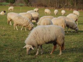 troupeau de moutons en allemagne photo