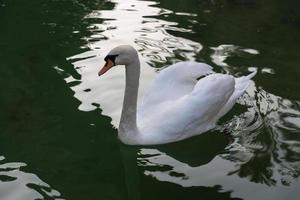 vue de cygne blanc photo