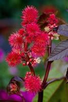 fleurs dans le jardin photo