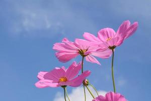 Low angle view of pink cosmos plantes à fleurs contre le ciel bleu photo