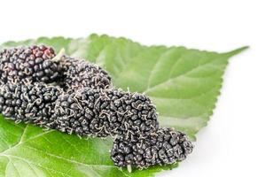 mûrier avec feuille verte sur le blanc photo