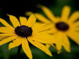 fleurs colorées dans le jardin photo