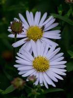 fleurs colorées dans le jardin photo