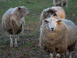 moutons dans le muensterland allemand photo