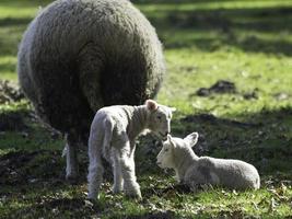 moutons sur un champ en westphalie photo