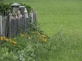 fleurs saignantes dans le jardin photo