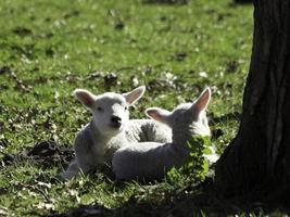 moutons sur un champ en westphalie photo