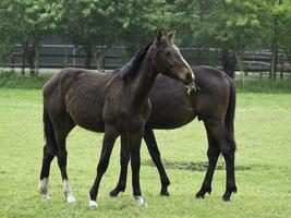 chevaux dans le muensterland allemand photo