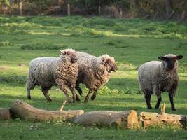 moutons et agneaux photo