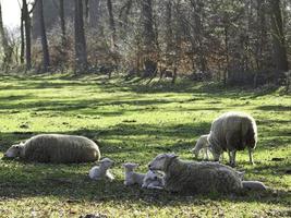 moutons sur un champ en westphalie photo