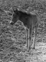 chevaux sauvages en allemagne photo